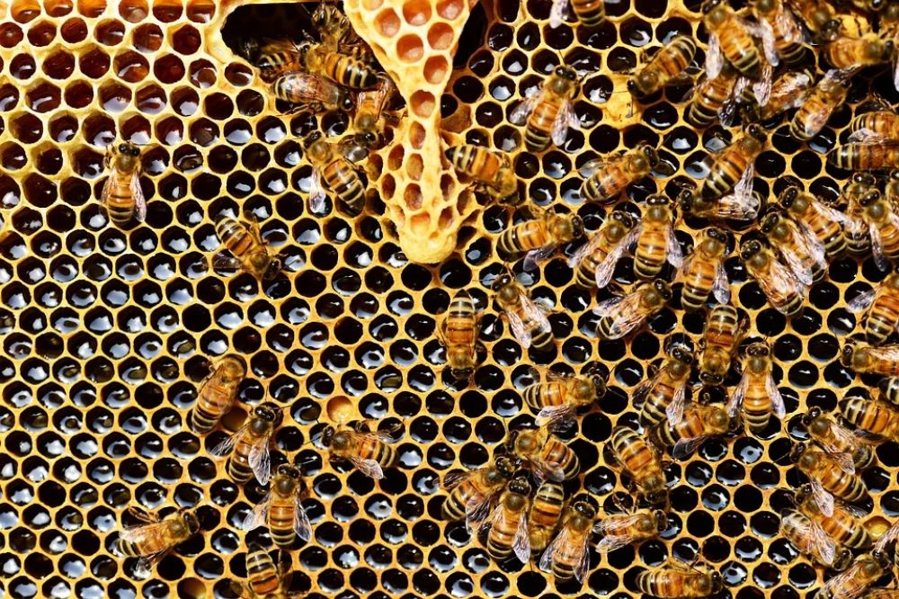 معرفی بهترین فروشنده های عسل طبیعی ایران - بهترین مارک و بهترین زنبورداران و فروشگاه های عسل ایران